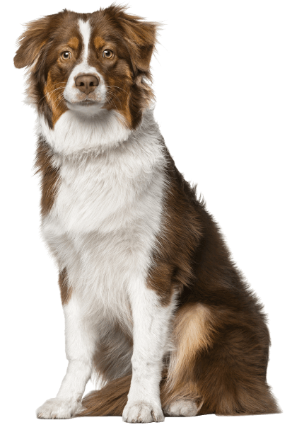 dog img